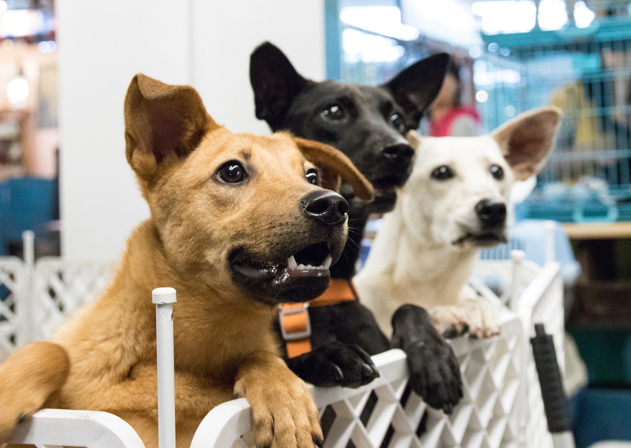 How to Navigate Pet Adoption in a Pandemic